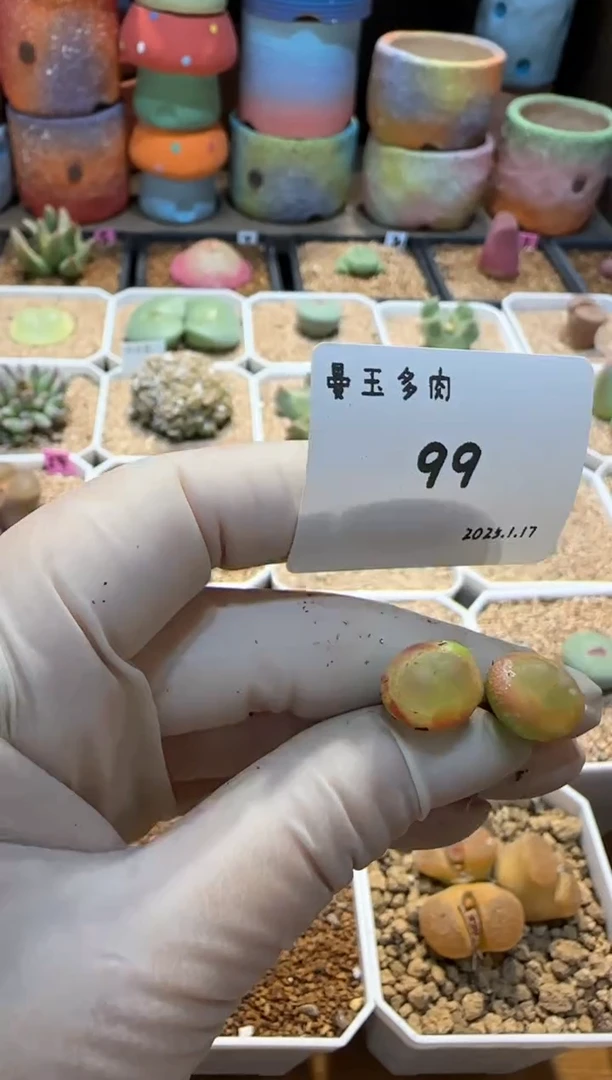 【闪购商品】25.1.17-99王辛巴