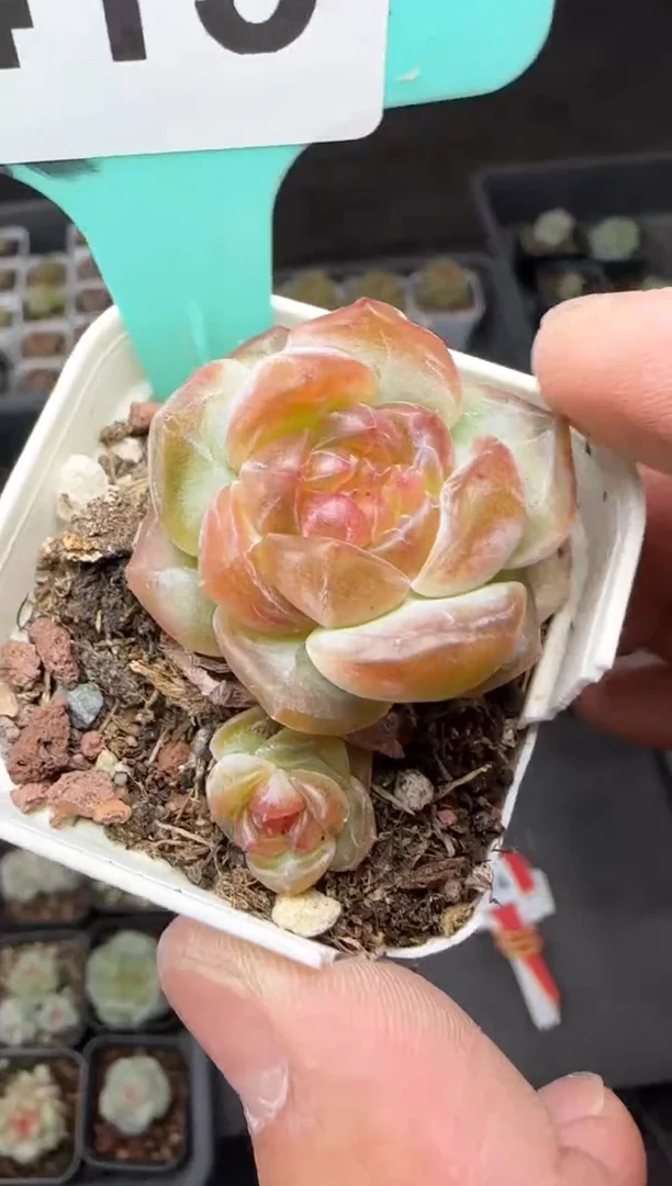 多肉植物一物一拍0510—413