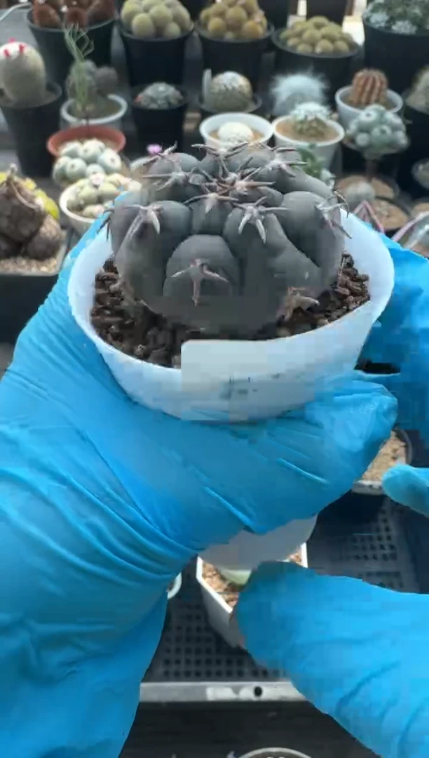 【闪购商品】娜娜姐专拍猫爪（带盆）