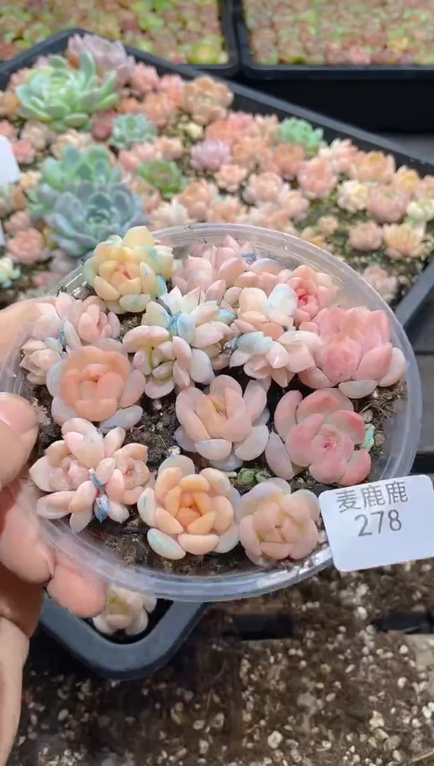 278夜明珠     量拍