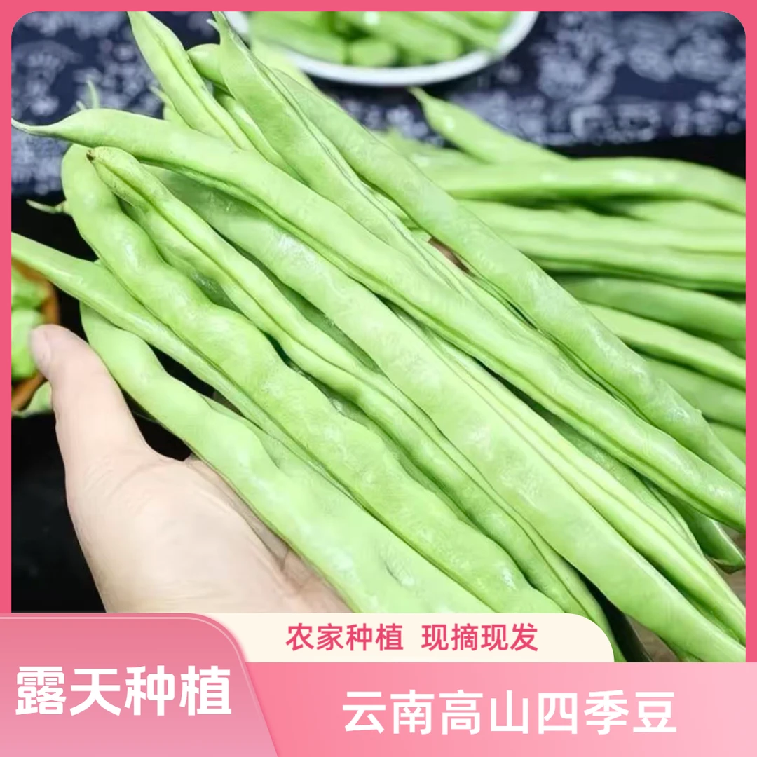 【云南四季豆】云南优质露天四季豆新鲜现摘产地直发时令应季蔬菜