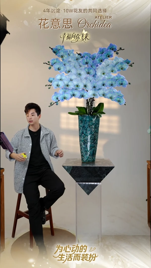 全部花朵025一物一拍蝴蝶兰艺术盆景