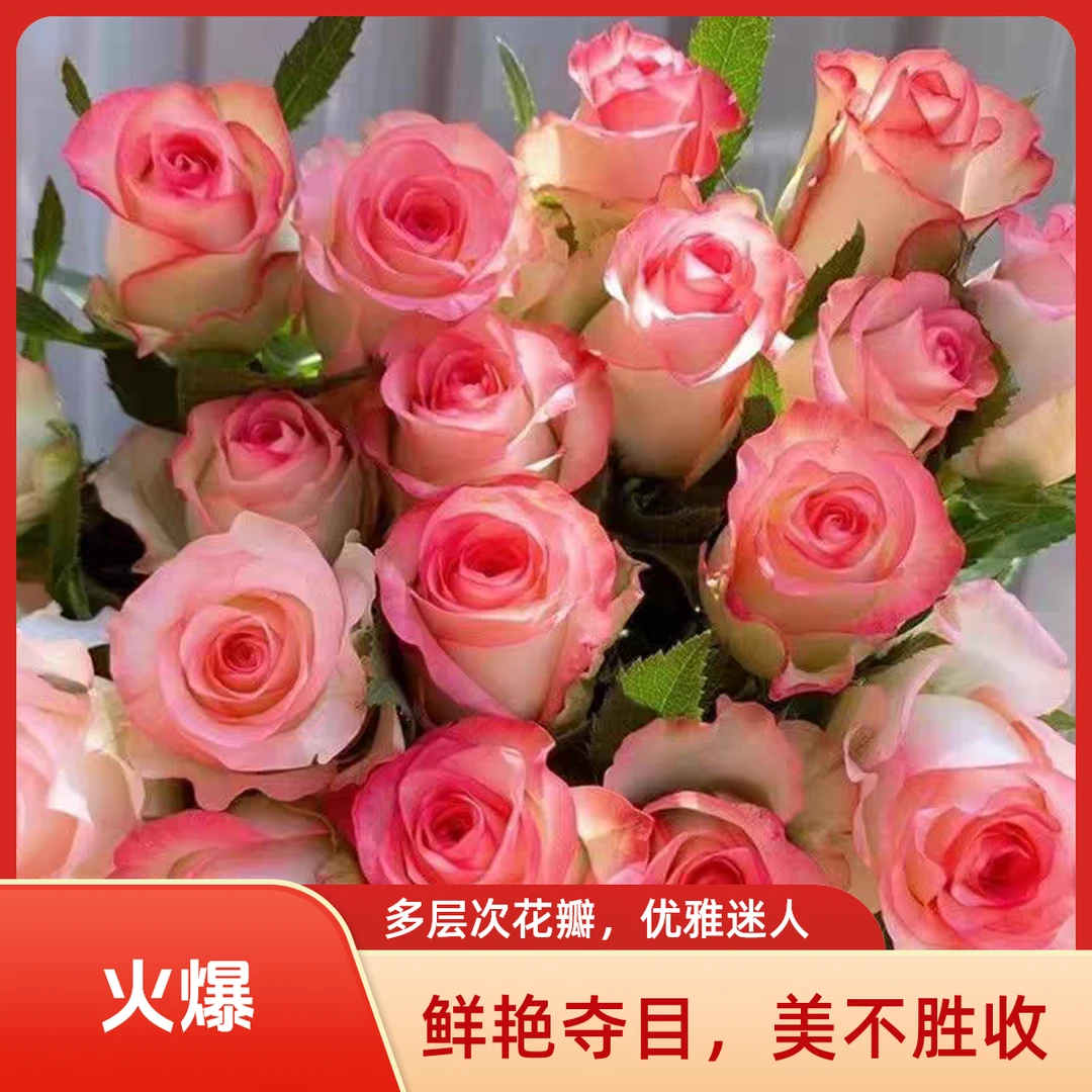 精选玫瑰【艾莎公主】玫瑰花 半斤花铺 基地直发