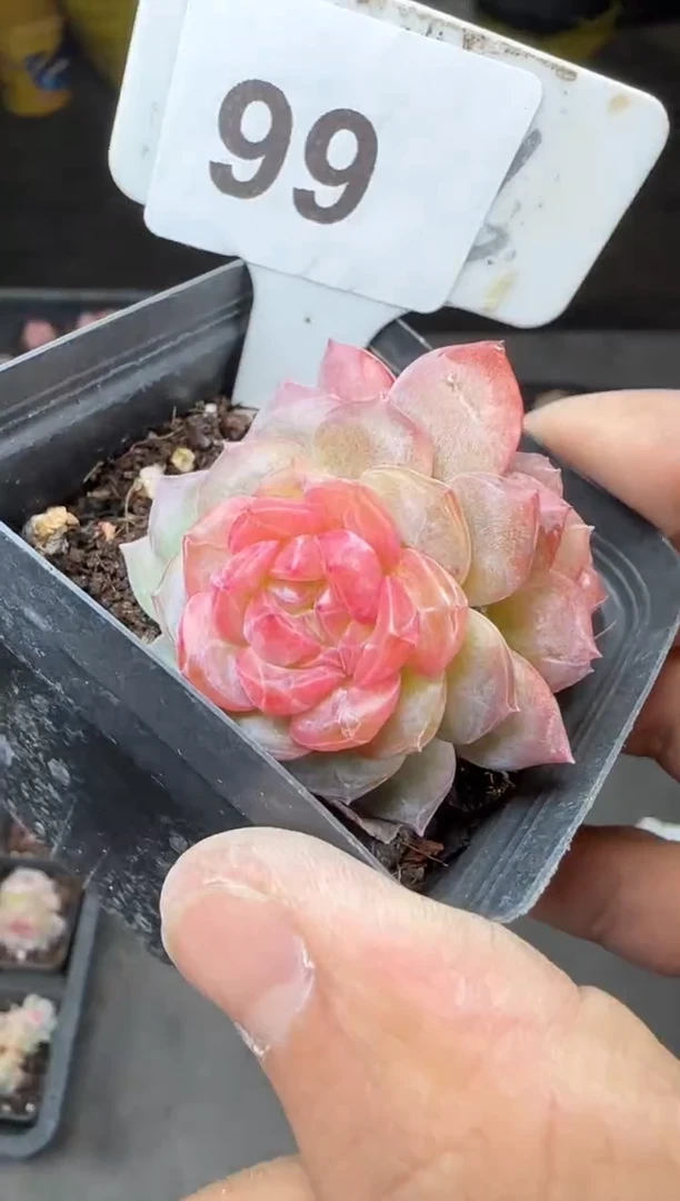 【闪购商品】一物一拍0213—99