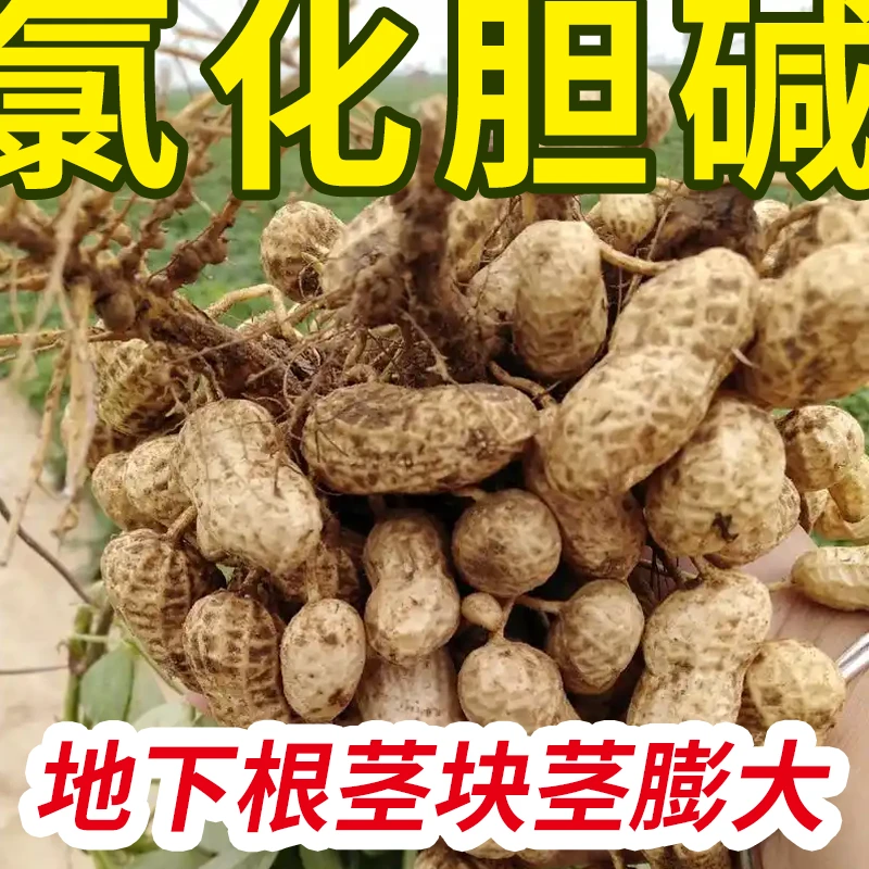 【买5袋送5袋】地下作物膨大 花生红薯大蒜土豆 60%录化 胆碱