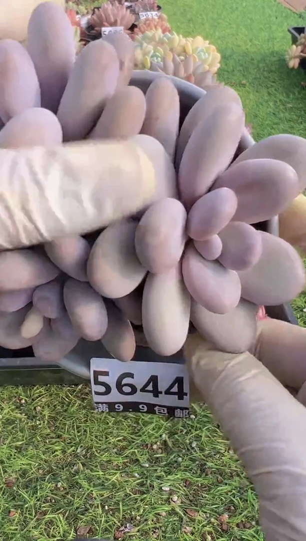 【闪购商品】信福多肉一物一拍