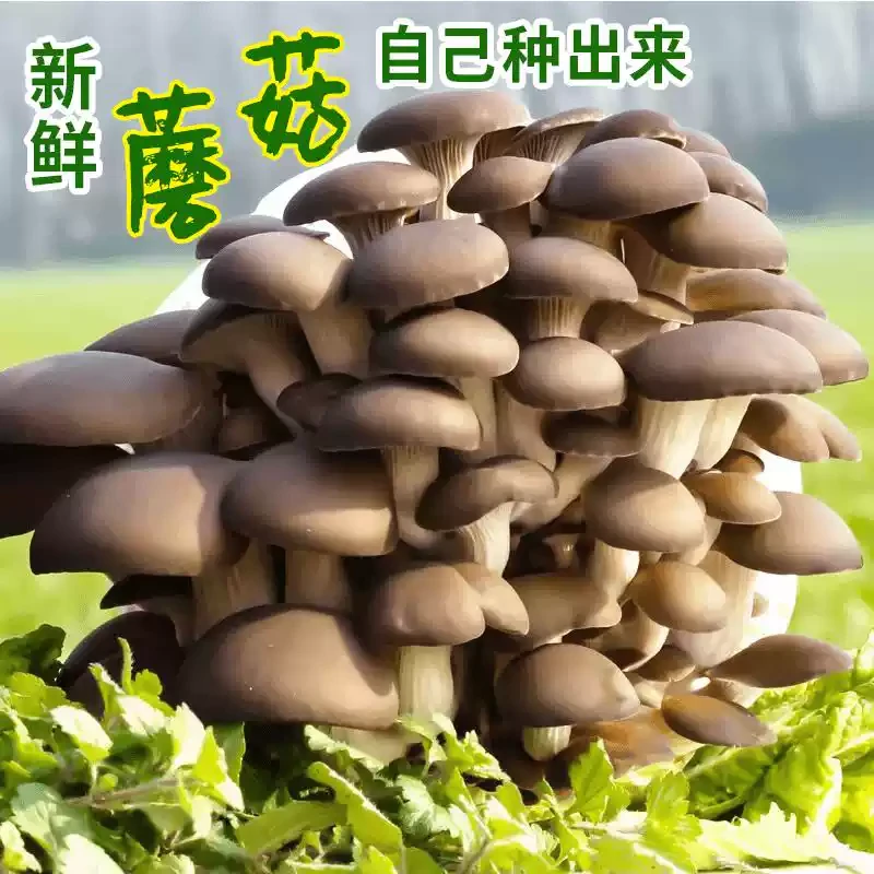 【简单易活】蘑菇盆栽种植包菌棒室内种植好养活菌包喷水就长