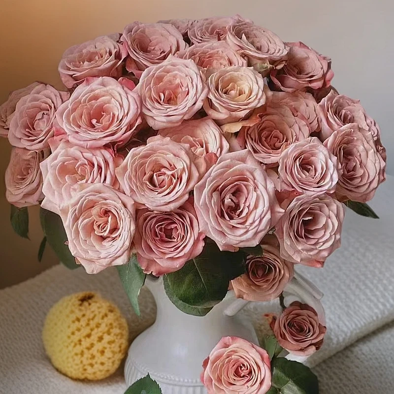 【卡布奇诺】云南斗南基地现采现发品质好卡布奇诺单头玫瑰