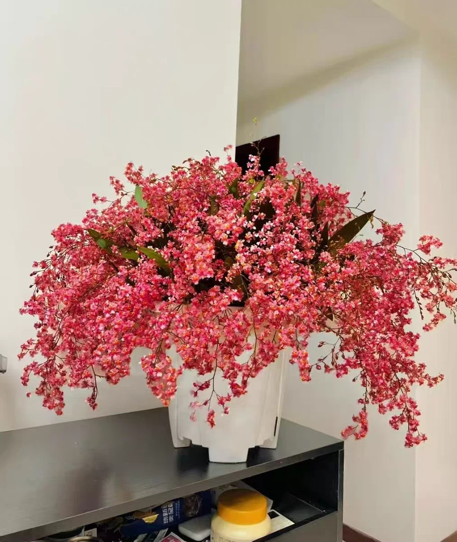 室内高端兰花梦香兰香味浓花期长多年生好养