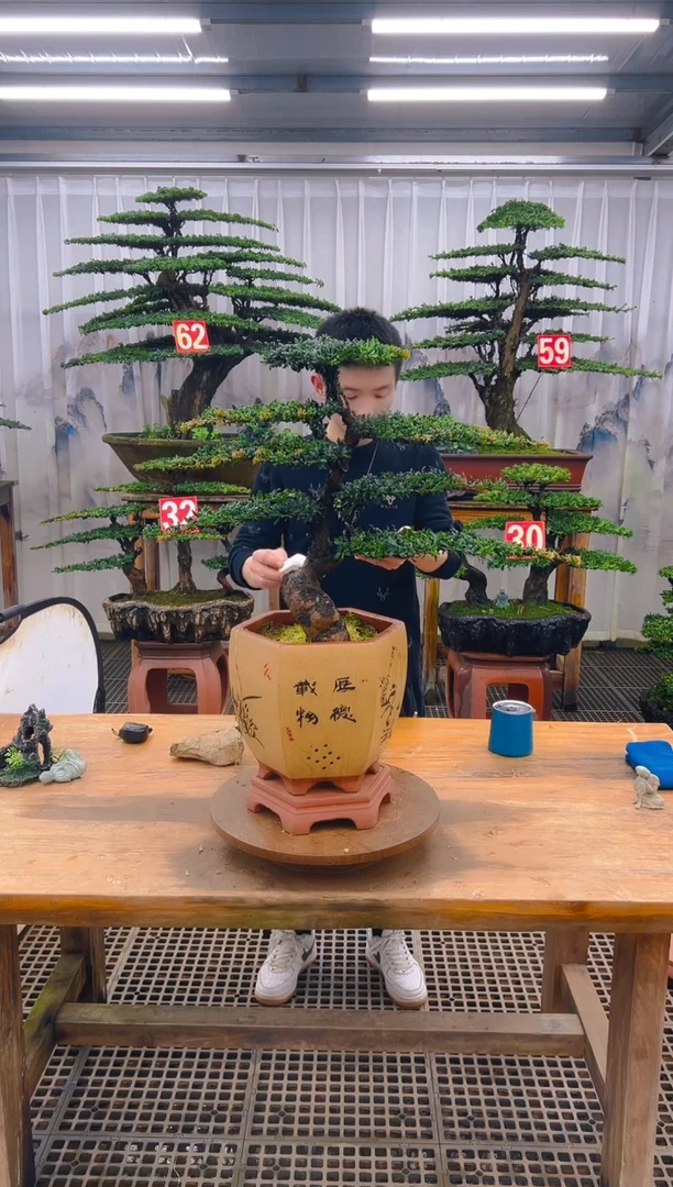 无花朵精品盆景直播间一物一拍