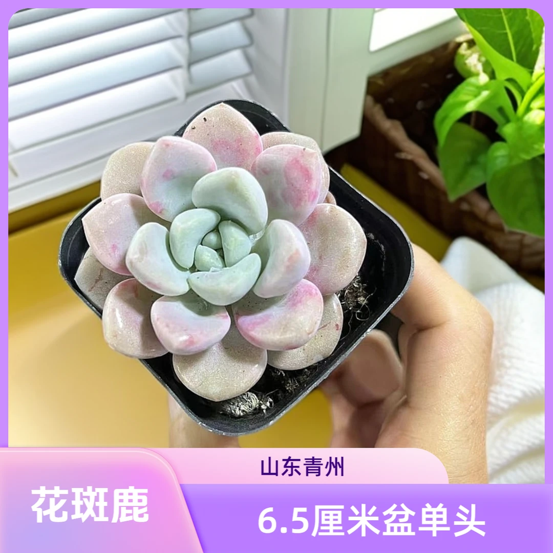 花斑鹿6.5厘米盆老桩多肉