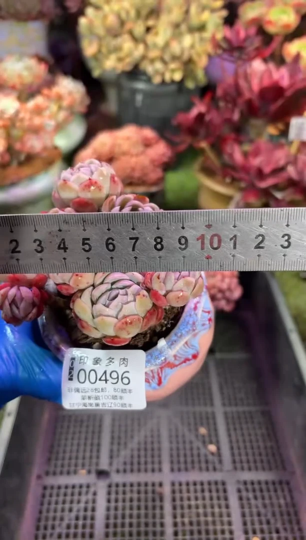 【闪购商品】00496