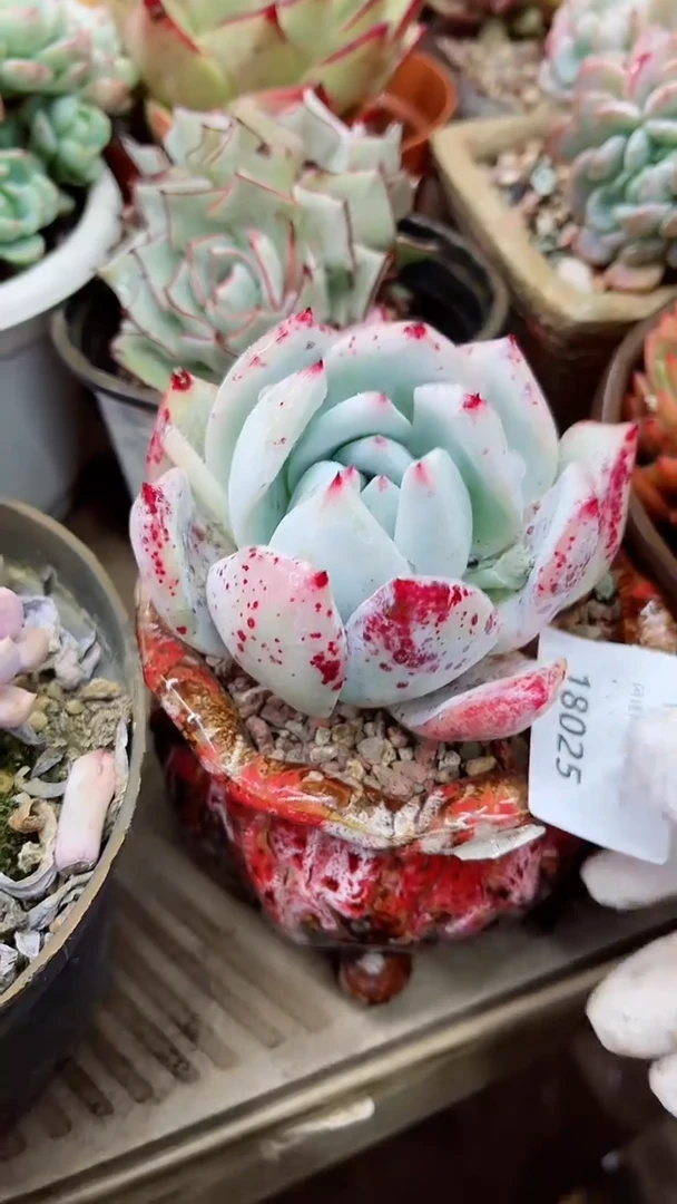 【闪购商品】18025