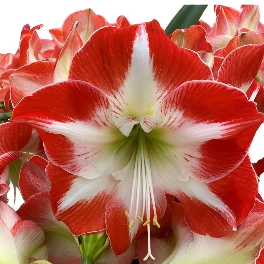 朱顶红种球【麻薯】-单瓣-开花球1粒-