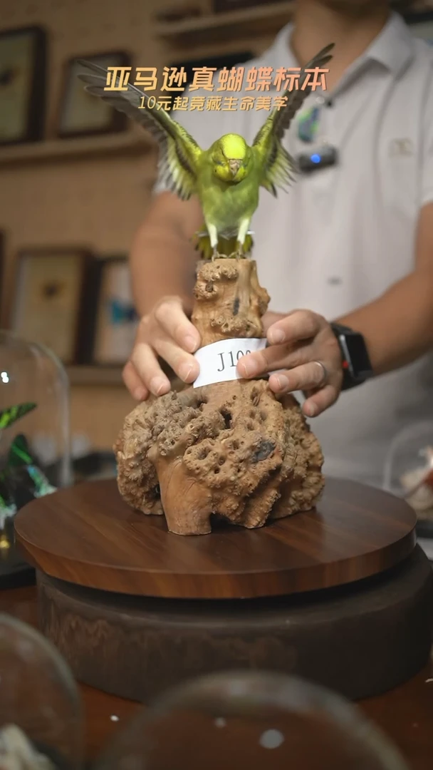 动物标本摆件J100