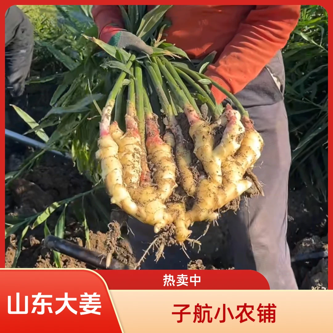 山东农家窖藏老姜不熏硫不泡药水姜味浓郁姜汁充足