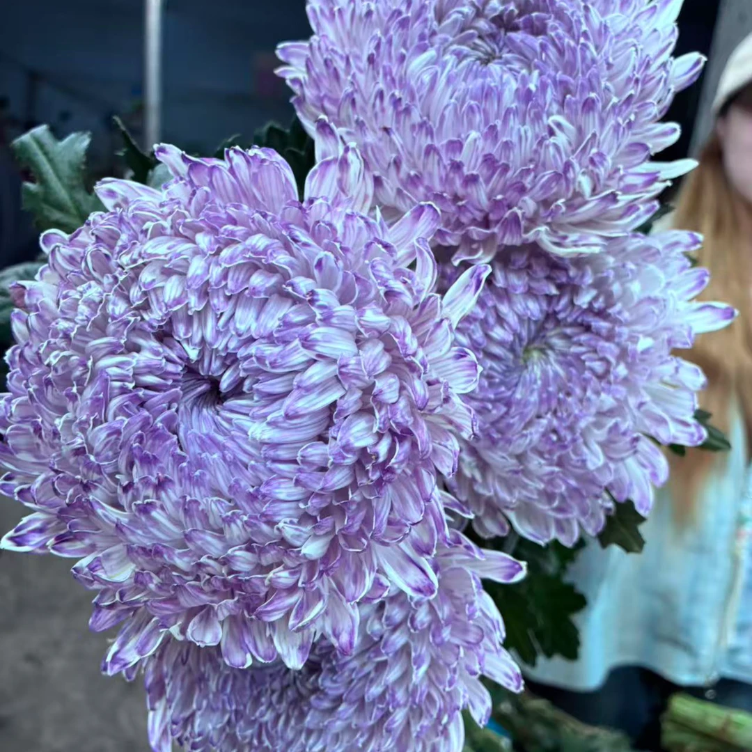 A级稀有琉璃紫牡丹鲜花花束菊花束鲜切花多头花卉菊花鲜花5支