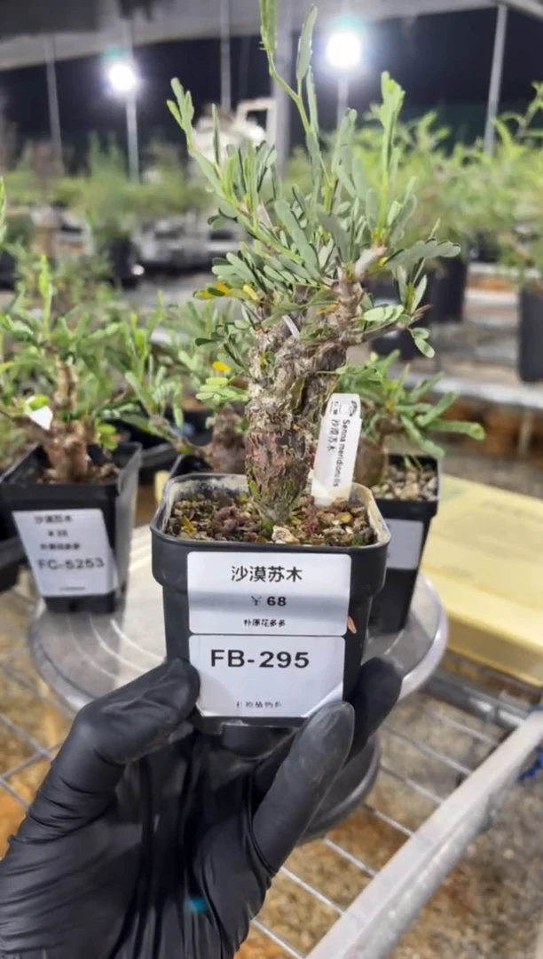 沙漠苏木FB-295