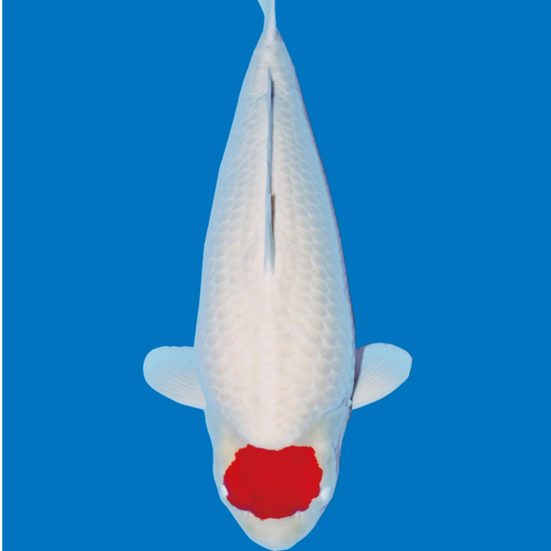 诚泽直播链接精品观赏鱼精品锦鲤活体