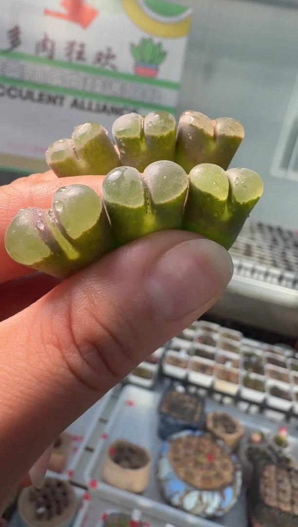 252多肉植物肉锥wd一颗