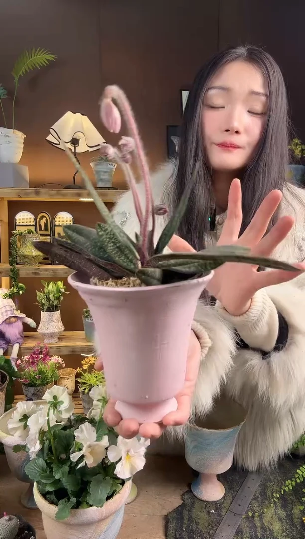 以实际为准朱*483玉女兜兰加盆一套