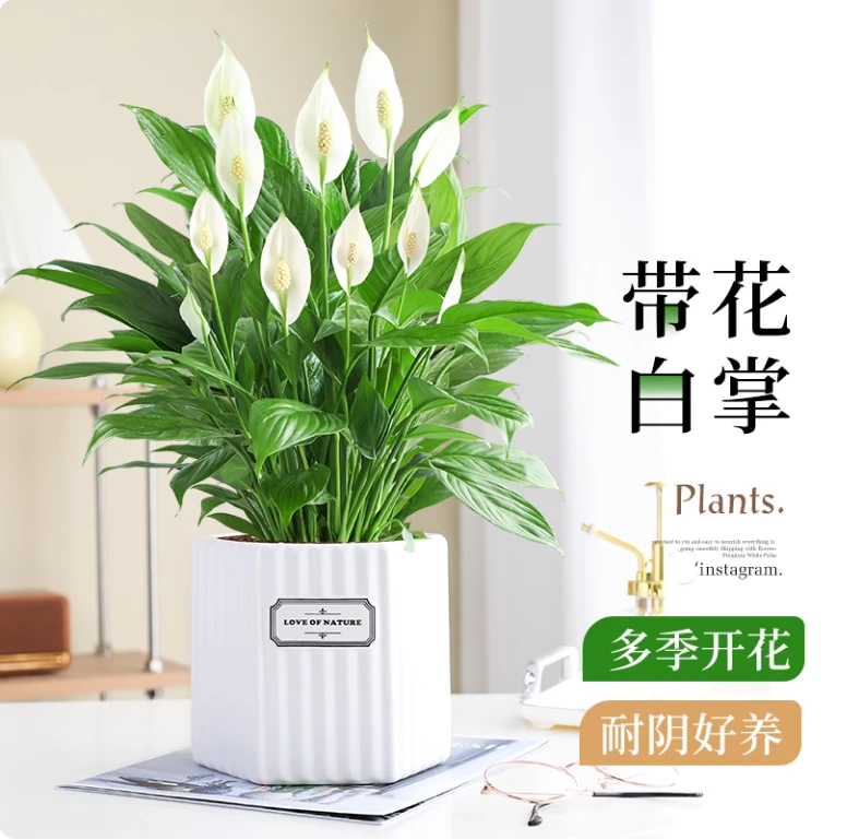 30-40cm特级一帆风顺白掌盆栽室内植物四季常青好养净化空气绿植