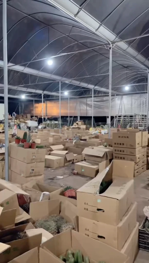 【闪购商品】2颗 实生根 美花海王