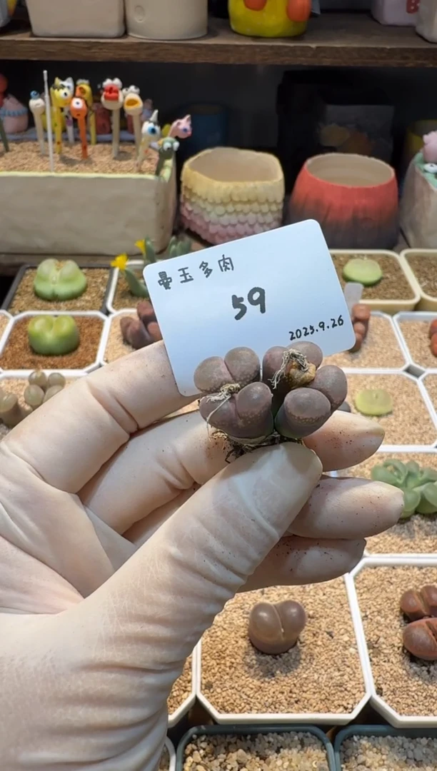大**大25.9.26-59大大大