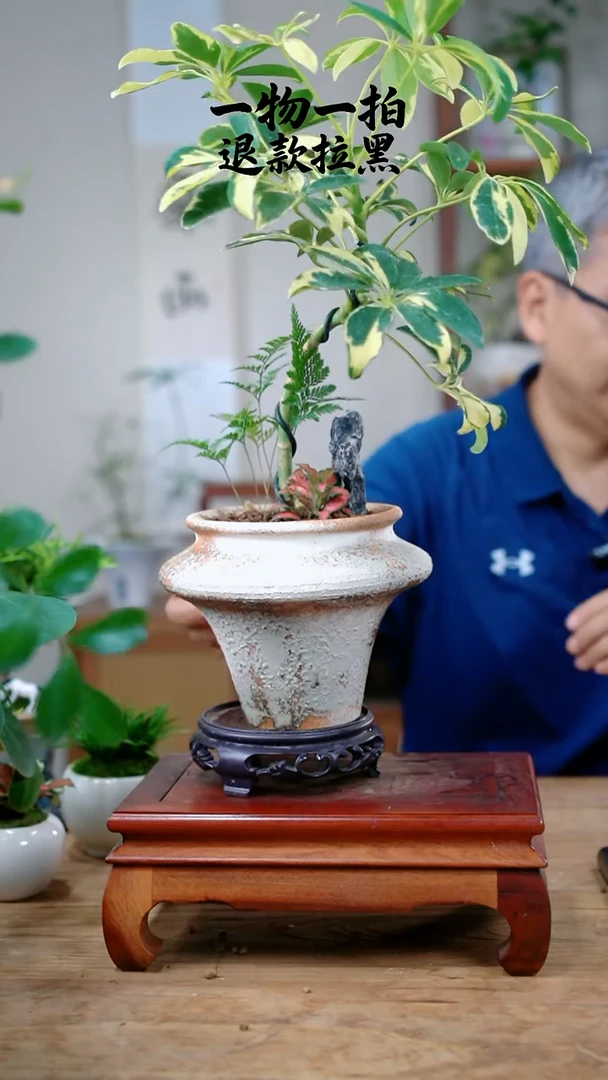 完全开放碳***杨鸭脚木373