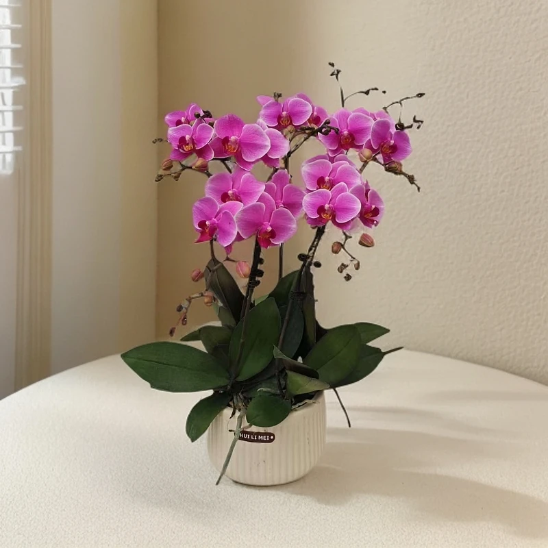 鲜花【海棠甜心】蝴蝶兰室内种植观赏送礼带花发货