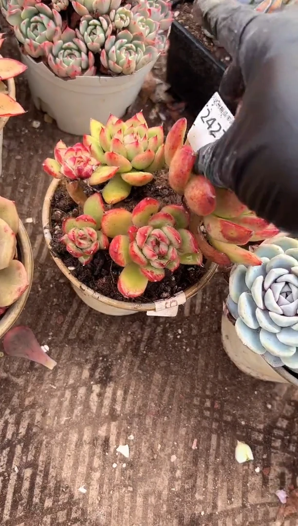 肉***记多肉植物一物一拍24270