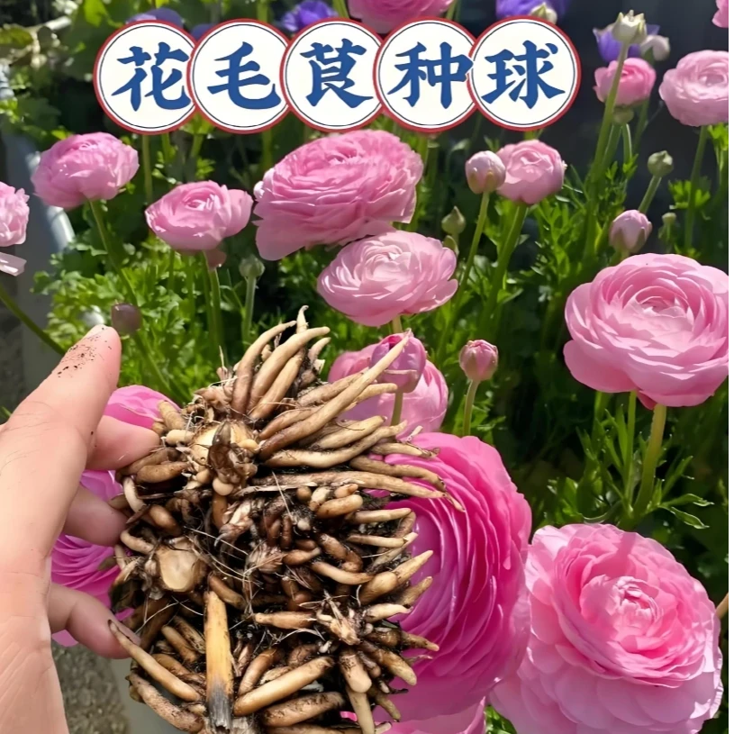【花毛莨种球】洋牡丹球根庭院阳台盆栽花卉植物苗多年生四季种易活