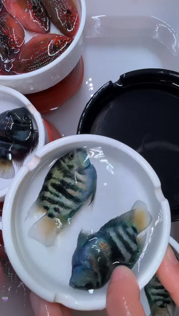 鹦鹉鱼宝蓝2母