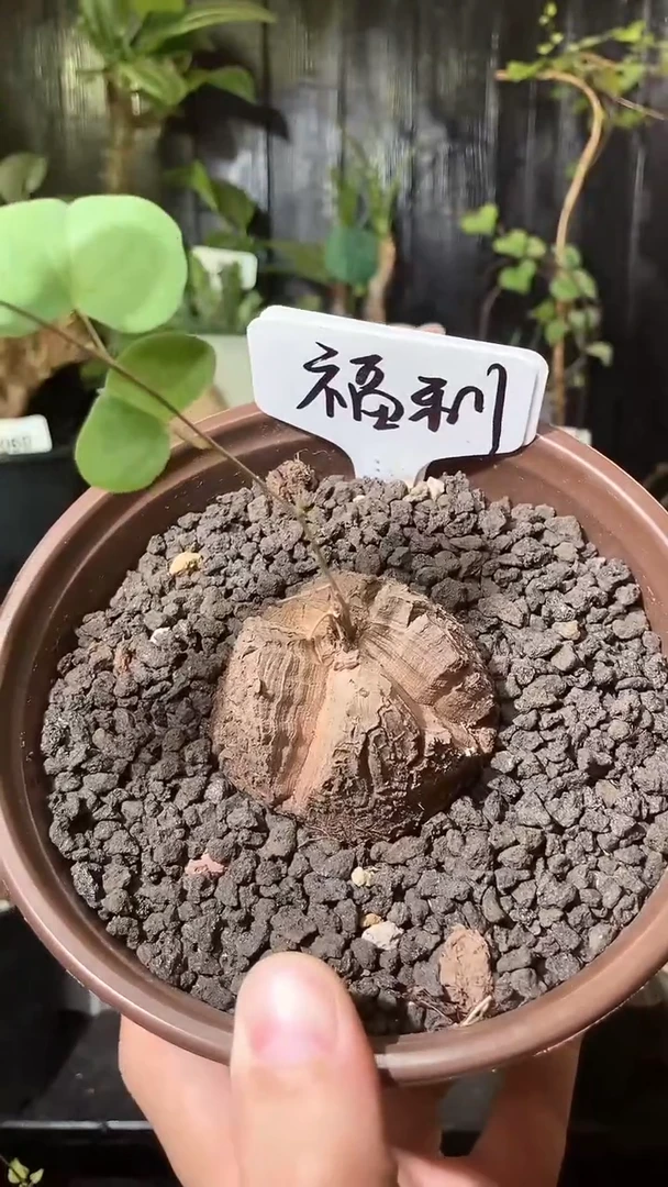 819福利南非龟甲龙单颗