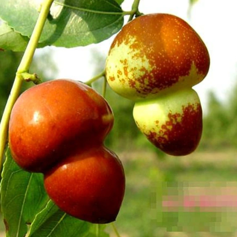 沾化龙须树   盘龙脆枣     葫芦枣树