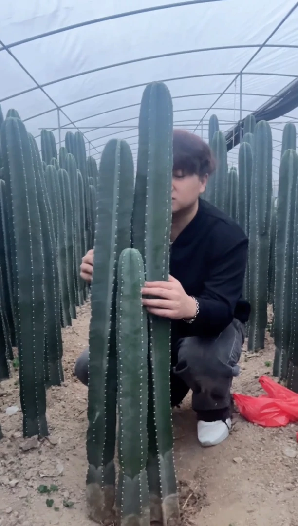 【闪购商品】【带根】40 60 80cm 量天尺