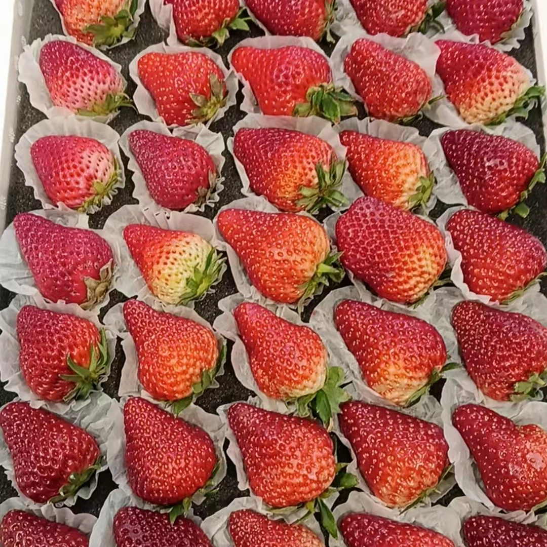 丹东九九草莓小5排1500g