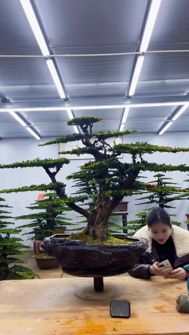 无花朵一**人一物一拍，所见即所得