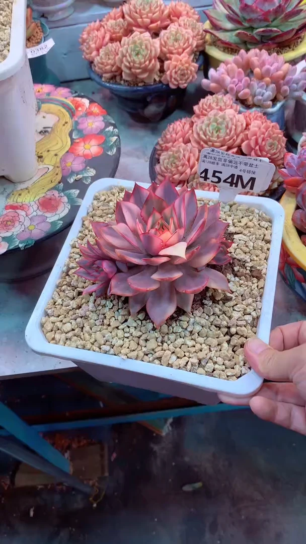 454M  (一物一拍实付满28发货，默认不带盆土）