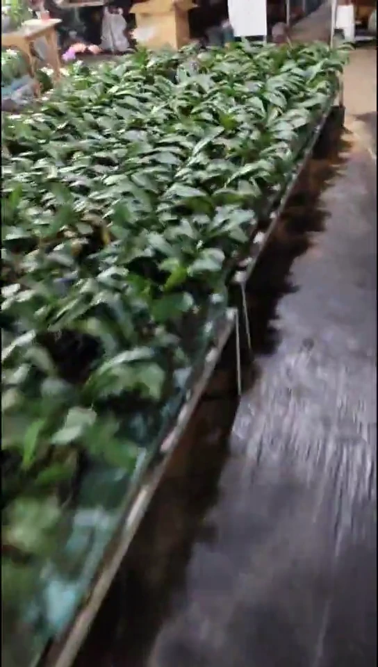 完全开放中号盆福利