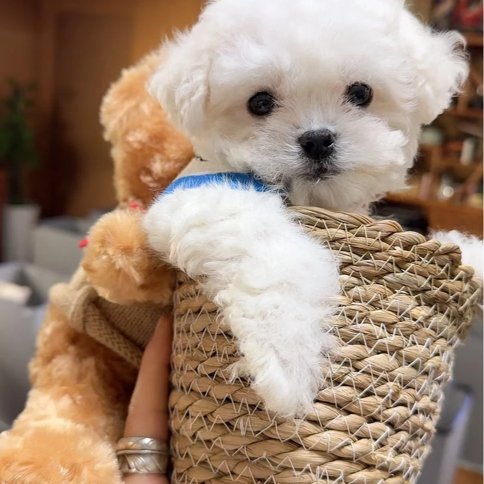 橙子家精品比熊泰迪熊泰迪