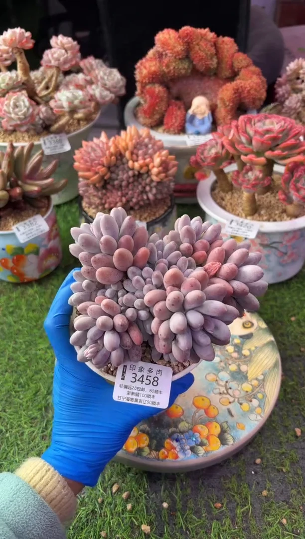 昆明印象多肉3458