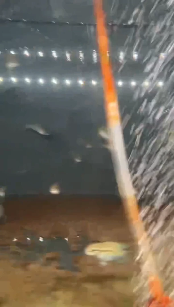 海水鱼老*橘火焰龙6条