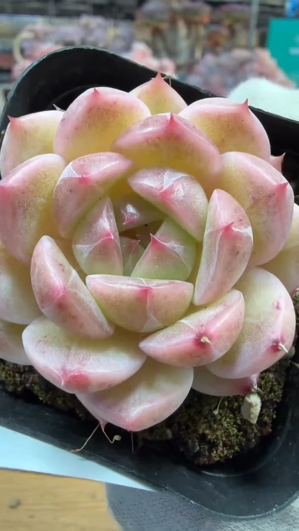 东云多肉园三店-266