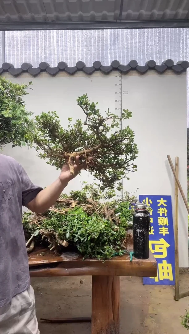 大量花朵（建议范围：8朵-15朵 或40%以上）V**i海岛栀子花