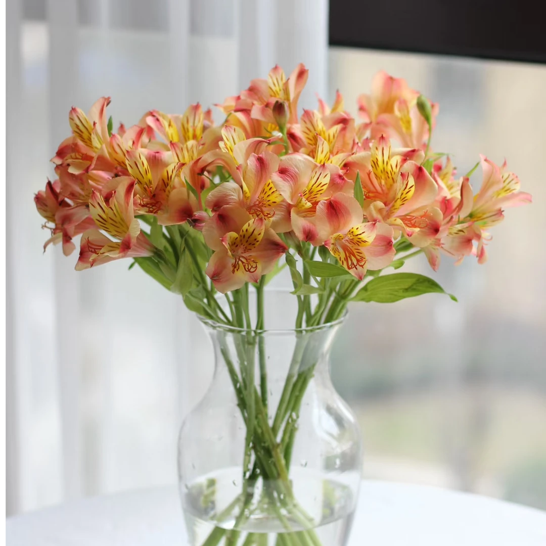 【水仙百合】拍二单升级发顺丰/京东 家用鲜花直播间现场直播卖花