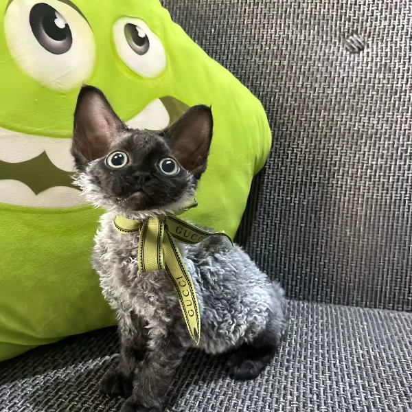 养喵人德文猫可爱猫咪伴侣聪明温顺小猫猫