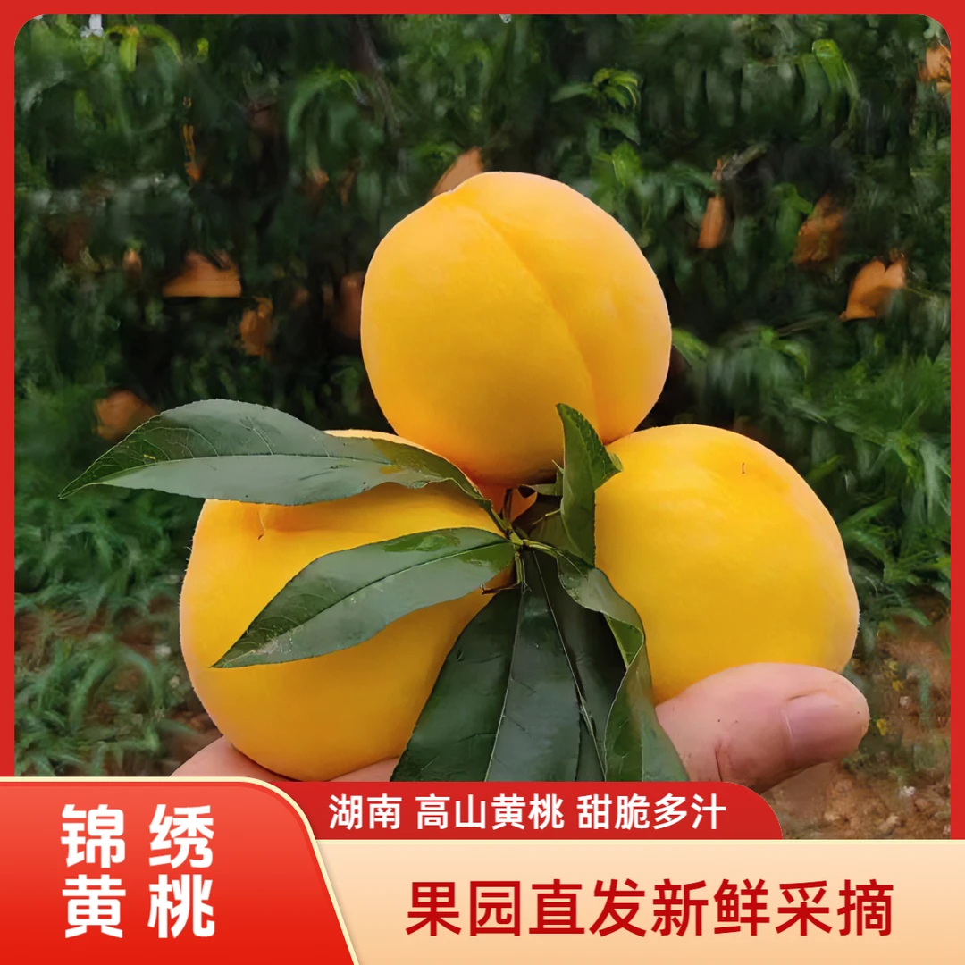 湖南怀化安江高山黄桃甜脆5斤9斤果园直发新鲜采摘爆非炎陵爽口