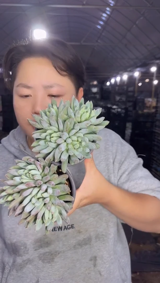 多头炫彩星2颗 5