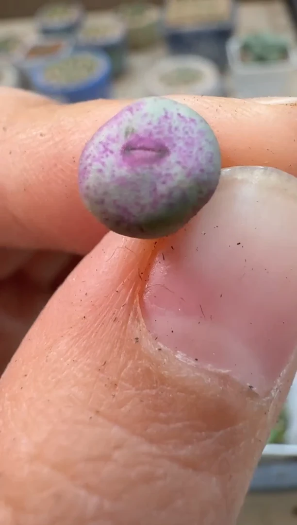 多肉植物肉锥23-15特选by